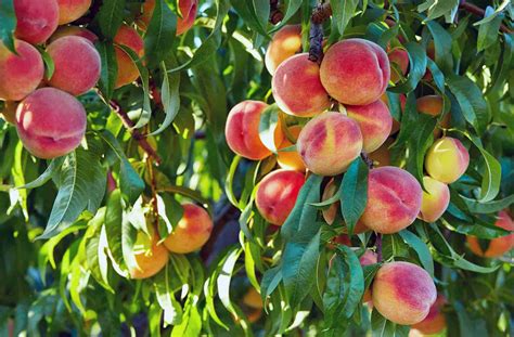 sweetest peach|Peach Tree Varieties: 30 Types of Peaches for Home。